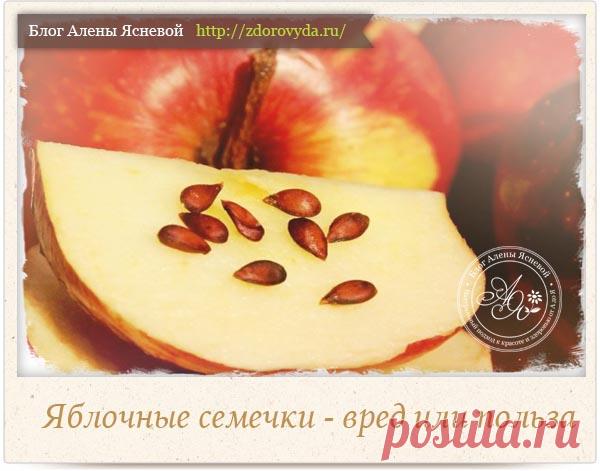 Яблочные семечки - в чем польза и в чем вред яблочных семечек?