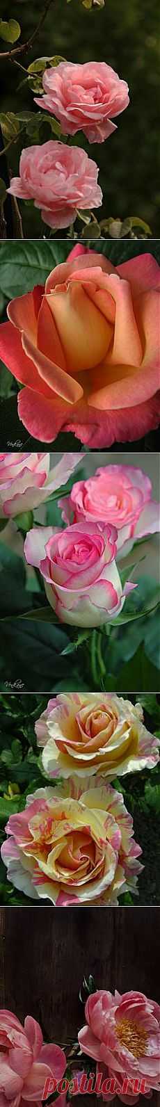 Christian Crystals приколол(а) это к доске Roses