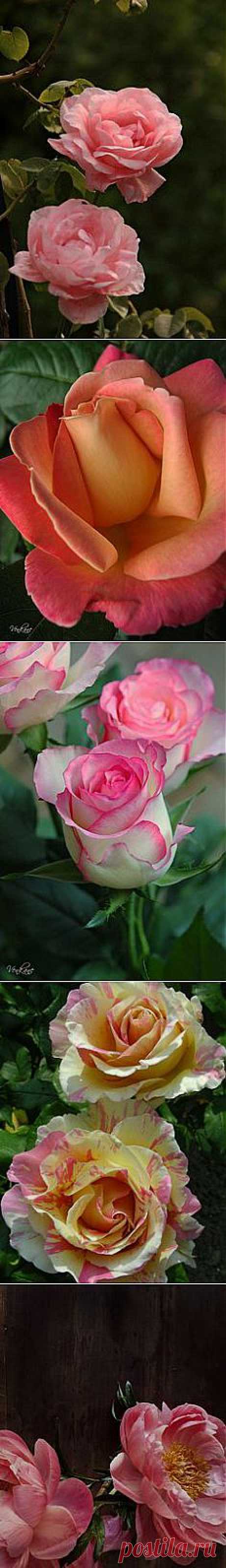 Christian Crystals приколол(а) это к доске Roses