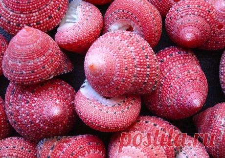 ИДЕИ ИСПОЛЬЗОВАНИЯ ракушки | Самоцветик