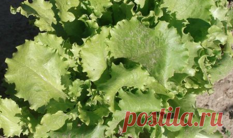 Салат на английском — Lettuce
