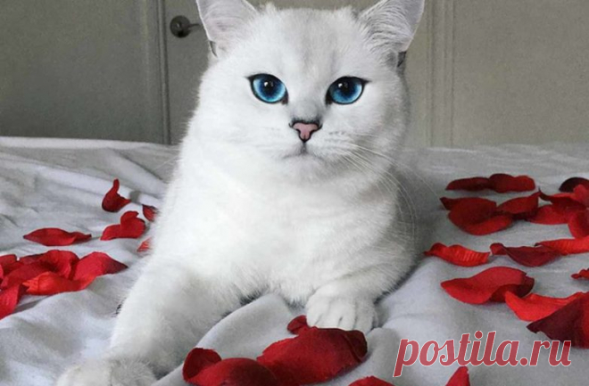 Кот с самыми красивыми глазами