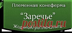Белорусская упряжная : Продажа лошадей