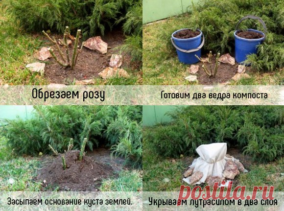 УКРЫТИЕ РОЗ ЗИМОЙ