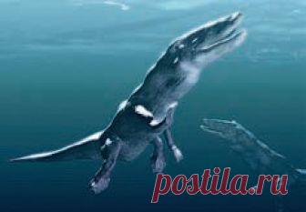 ЛЮДИ ОКЕАНА. Шесть веских доказательств цивилизованности дельфинов
Помимо природных богатств, загадок и тайн, море скрывает от нас цивилизацию, тысячи лет сосуществующую с человеческой
Фото:FLIP NICKLIN/MINDEN/FOTODOM.RUДельфиновые Delphinidae
Класс — млекопитающие