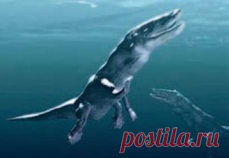 ЛЮДИ ОКЕАНА. Шесть веских доказательств цивилизованности дельфинов
Помимо природных богатств, загадок и тайн, море скрывает от нас цивилизацию, тысячи лет сосуществующую с человеческой
Фото:FLIP NICKLIN/MINDEN/FOTODOM.RUДельфиновые Delphinidae
Класс — млекопитающие