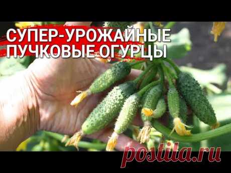 Супер-урожайные пучковые огурцы