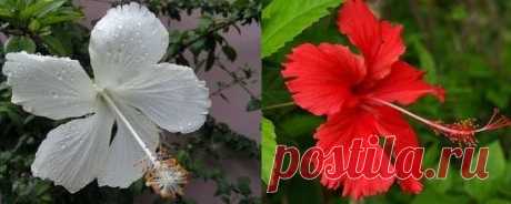 Гибискус китайский: уход | Flowery-Blog