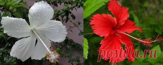 Гибискус китайский: уход | Flowery-Blog