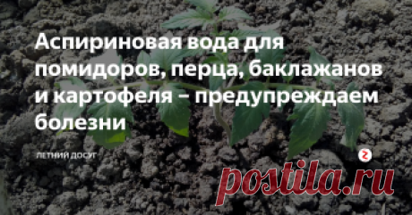 Аспириновая вода для помидоров, перца, баклажанов и картофеля – предупреждаем болезни  Аспирин – это лекарственное средство, основным ингредиентом которого является вещество, полученное из коры ивы.  И это средство может повысить иммунитет овощных культур против разных заболеваний. Надо отметить, что аспириновый раствор также стимулирует более высокий урожай.
