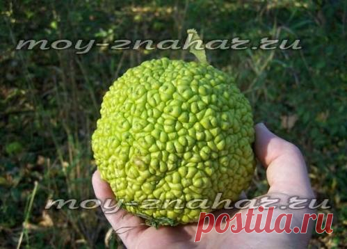 Адамово яблоко, рецепт настойки для суставов: рецепт