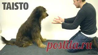 Новое видео с животными - Cмотреть смешное видео, подборки неудач, видео приколы, играть флэш игры онлайн, просматривать смешные и интересные картинки абсолютно бесплатно