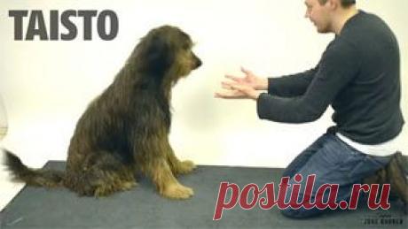 Новое видео с животными - Cмотреть смешное видео, подборки неудач, видео приколы, играть флэш игры онлайн, просматривать смешные и интересные картинки абсолютно бесплатно