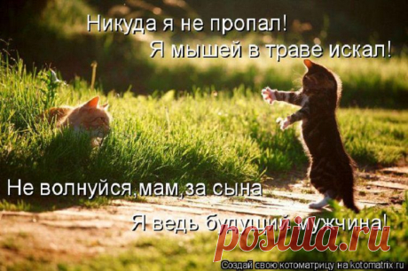 из серии - кошки