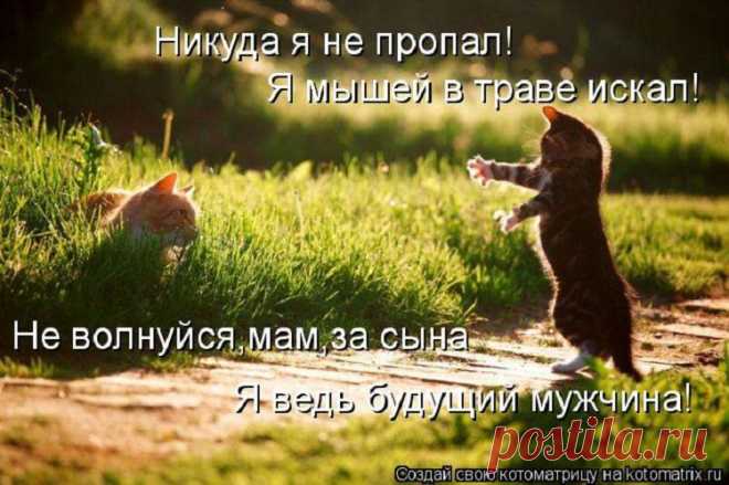 из серии - кошки