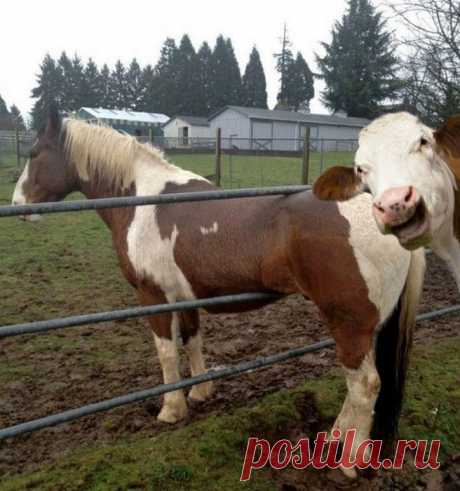 попался гусёк!!!
