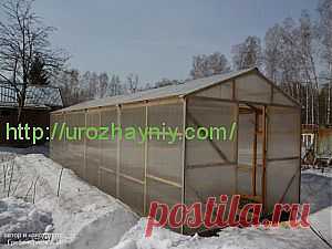 Теплица из дерева своими руками. Автор Александр Гребенщиков | Урожайная дача