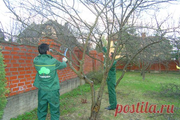 Урожай в вашем саду зависит и от обрезки плодовых деревьев