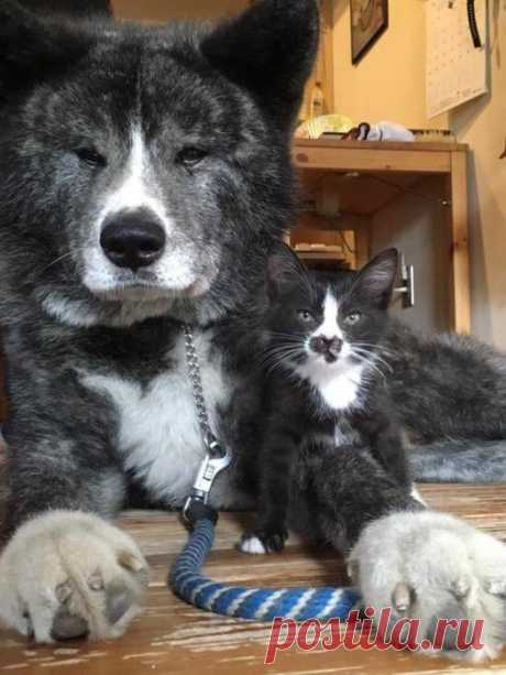 ЕЩЁ КОТЭ | KotoMail.ru