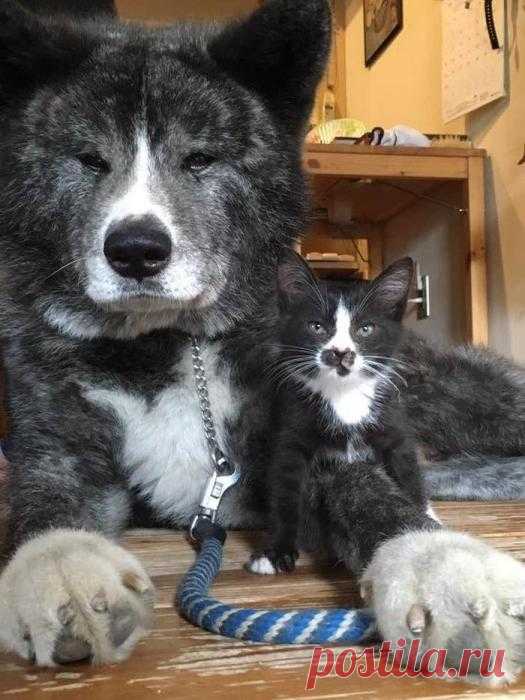 ЕЩЁ КОТЭ | KotoMail.ru