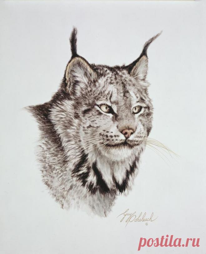 Кошачьи портреты Гая Коэлича - Искусство животных Гая Коэлича