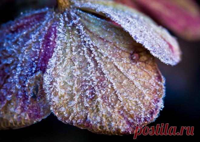 Иней, хрупкая красота... Волшебные фотографии;) - Фотопанорама