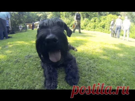 Планета собак. Ризеншнауцер - YouTube