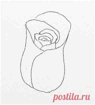 Урок рисования акварелью. Как нарисовать розу поэтапно.