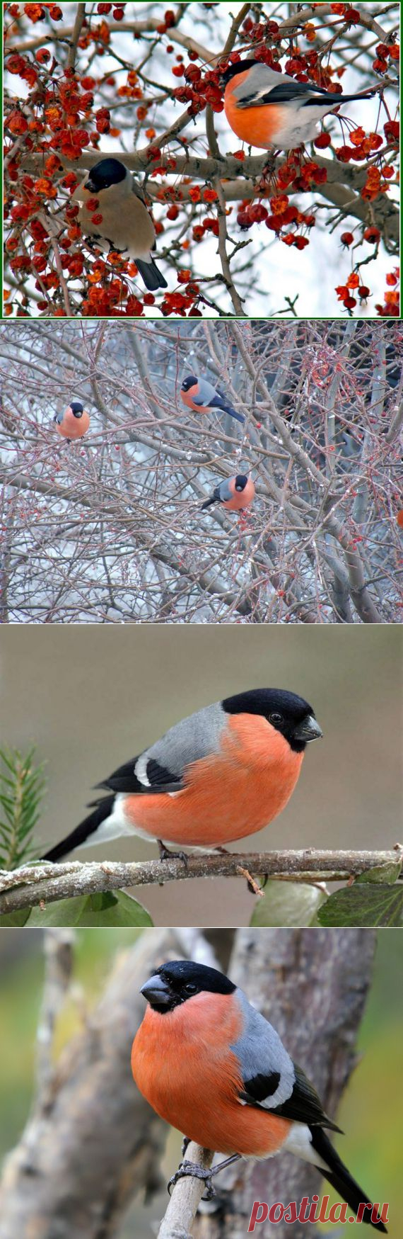 За окошком снегири....
