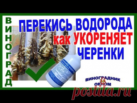 🍇 Всего 3 капли перекиси водорода и черенки мощно обрастают корнями. Укоренение черенков винограда.