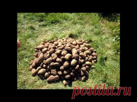 Вкусный Огород: Свой посадочный семенной картофель