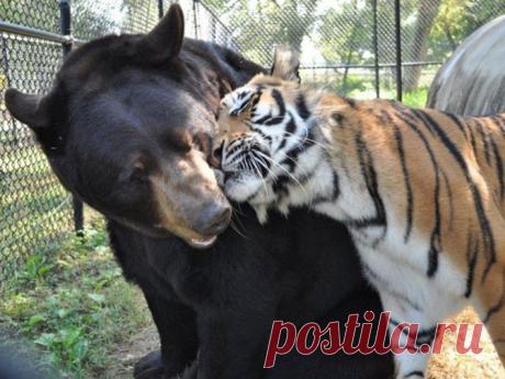 Необычная дружба