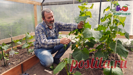 Как формировать огурцы Как собрать максимальный урожай огурцов в теплице? Какие сорта и гибриды огурцов следует сажать в парнике? На какой высоте и каким образом нужно прищипывать ...