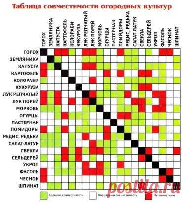 ОВОЩИ, КОТОРЫЕ СТОИТ ПОСАДИТЬ РЯДОМ ДРУГ С ДРУГОМ
Сохрани, чтобы не потерять!
1. Чудесное трио: кукуруза, горох и тыква. Секрет их совместного выращивания знали ещё американские индейцы. Кукуруза даст опору гороху, который насыщает почву азотом. А тыква в свою очередь не даёт расти сорнякам.
2. Ещё одно удачное сочетание: лук и морковь. Лук спасает морковь от вредителей, так как выделяет вещество (аллицин), обладающее инсектицидным и фунгицидным действием.
3. Помидоры и базилик - не только уд