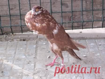 картинки сосницкого константина валерьевича - Поиск в Google