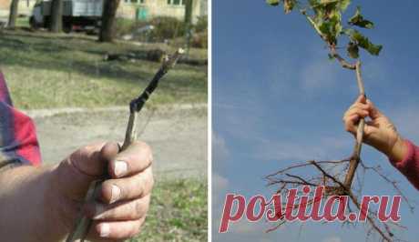 Опрыскивание винограда весной от вредителей и болезней, средства