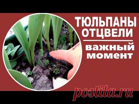 Тюльпаны отцвели.  Важный нюанс в уходе