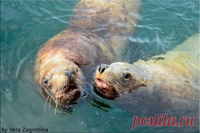 Сивучи на Морвокзале