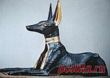 Мы все любим собак, но об этих 20-ти очень странных фактах ты наверняка еще не знал!