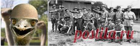 Страусиная война 1932 года