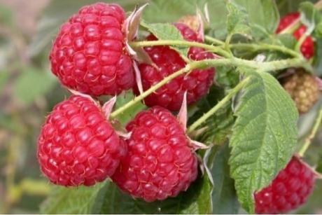 Ведро малины с одного куста...
 
Нет это не шутка, при должном подходе вполне реально с одного куста собирать и ведро малины. В чем секрет? Необходимо строго соблюдать правила выращивания и ухода за малиной, вот основные:
 
1) Важно правильно посадить и обрезать растения. Высаживают кусты с междурядьями не менее 1,8 м и на расстоянии в ряду 0,7 м. В каждую лунку помещают не один, а два саженца. Вдоль ряда устанавливают столбы и на высоте 1,2 м от земли натягивают оцинкован...