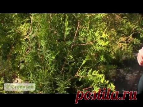 Обрезка туи