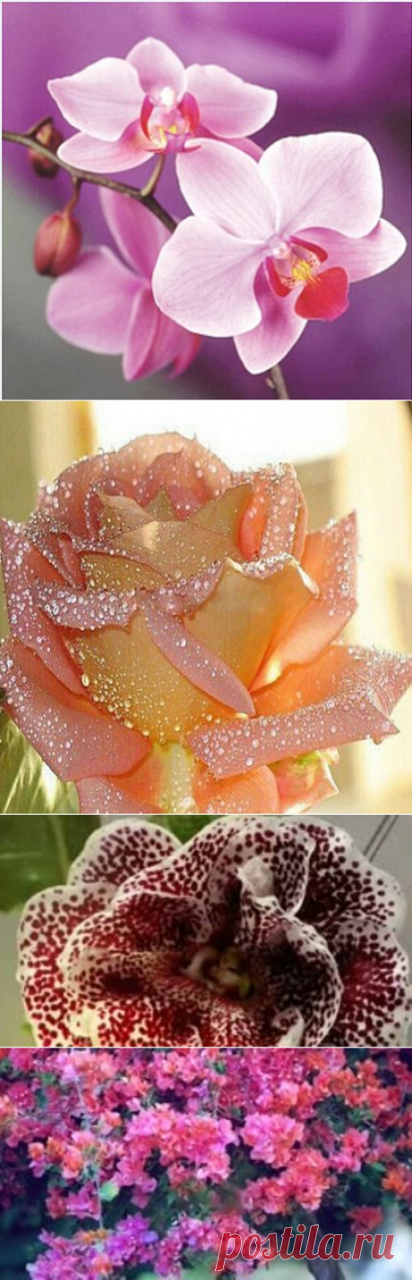 (83) Одноклассники