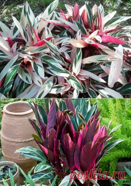 Пестрые орнаменты строманты.