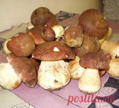 За грибами - на огород