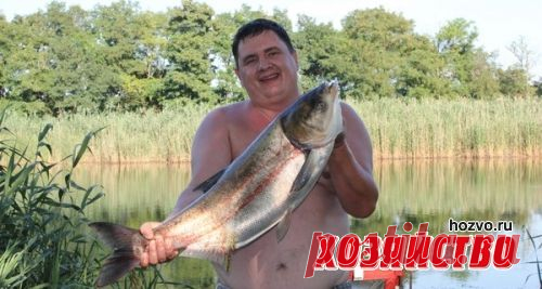 Как я толстолобика ловлю