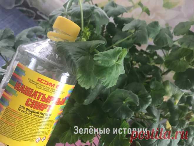 25 капель и герань зимой не лысеет – расскажу про простейшие 3 подкормки | Зелёные истории | Яндекс Дзен