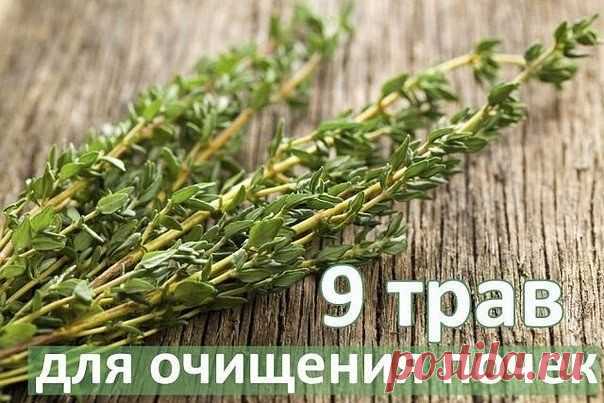 Топ-9 трав для очищения почек.