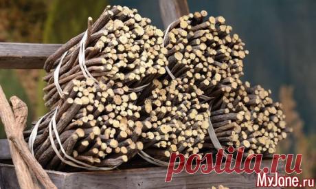 Солодка - лучшее средство от кашля, и не только | Советы Народной Мудрости