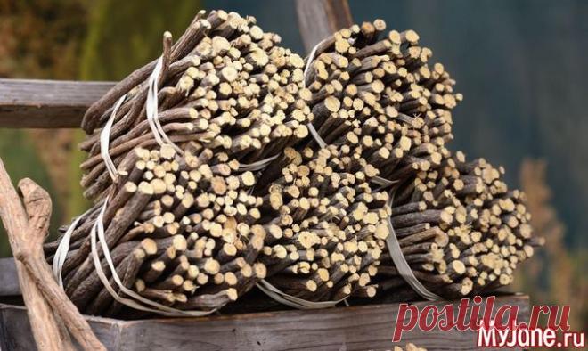 Солодка - лучшее средство от кашля, и не только | Советы Народной Мудрости